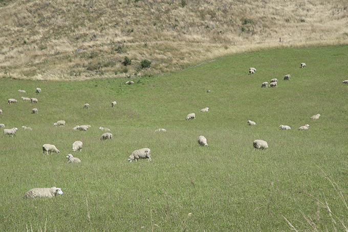 ニュージーランドの農場で育てている羊