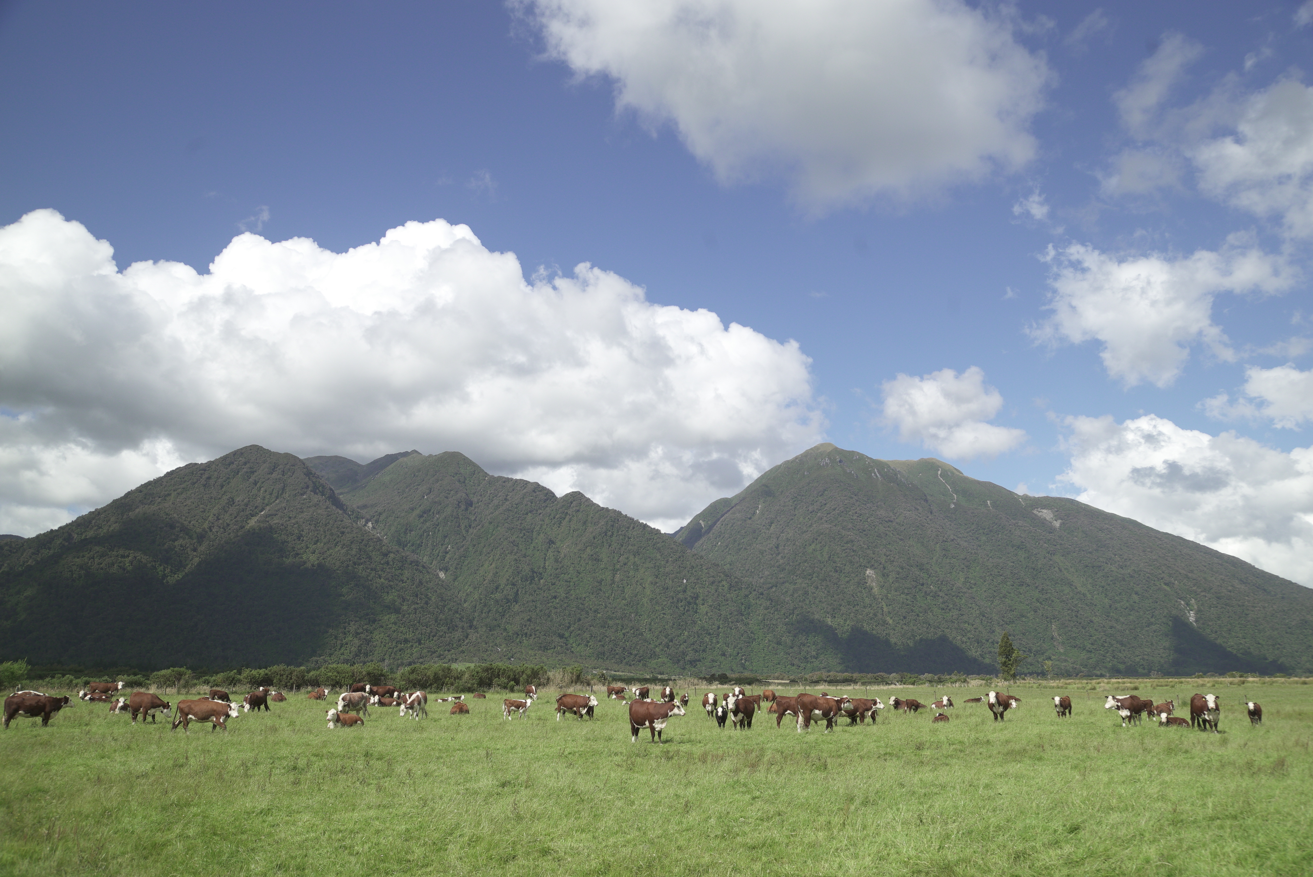 ニュージーランドの農場で育てている牛