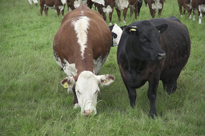 ニュージーランドの牧草牛