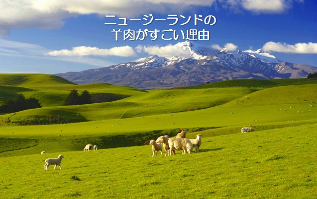 ニュージーランドの羊肉がすごい理由